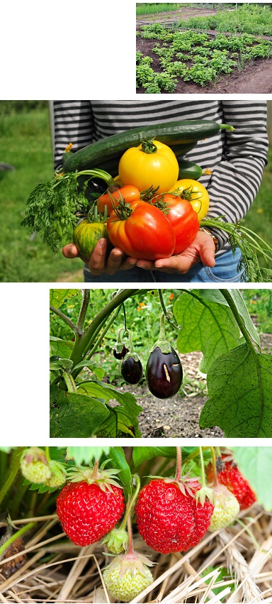 [Anzeige] Slow Garden Dein Gemüsegarten und noch vieles mehr Herzstück